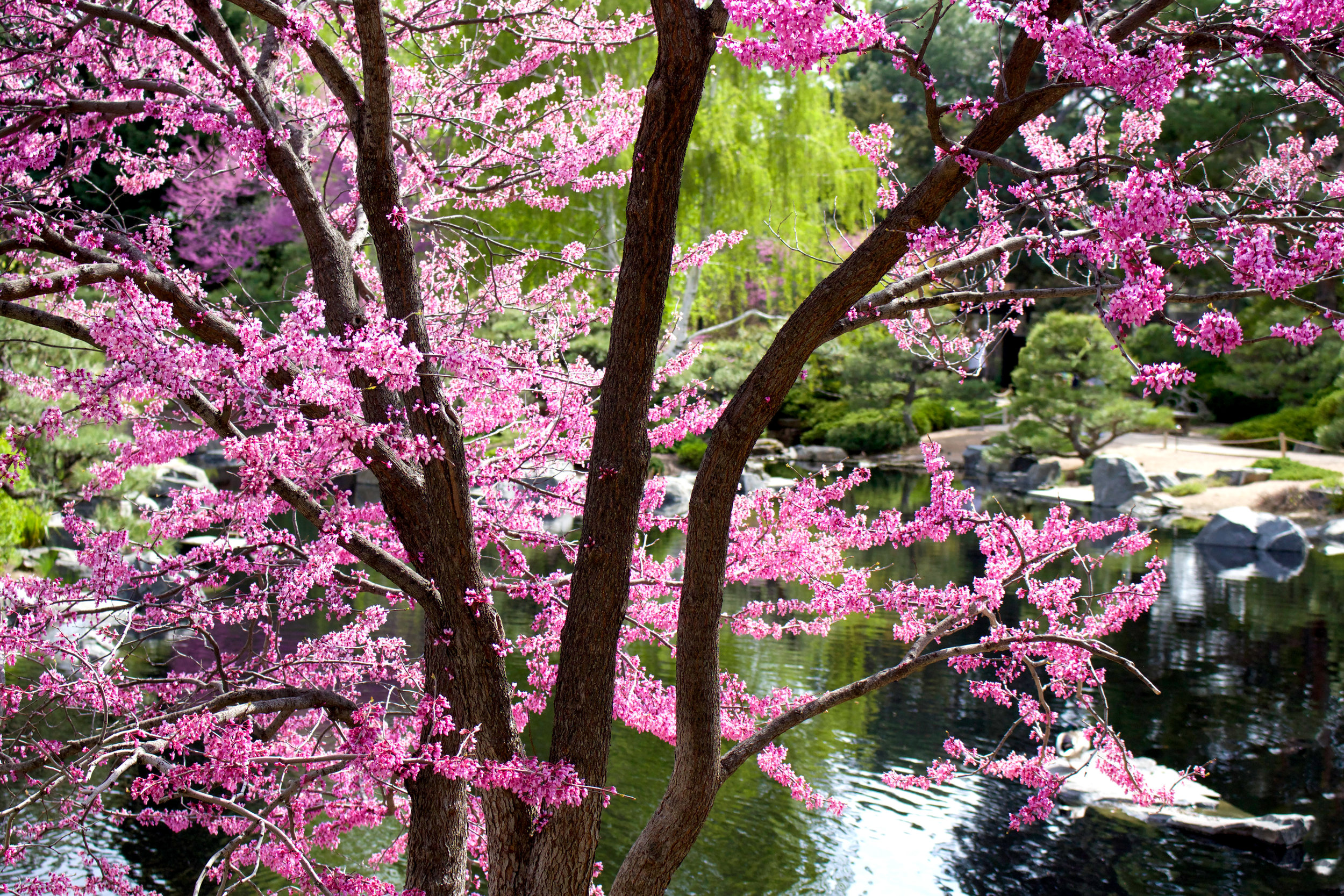 Botanic_Edit-7.jpg