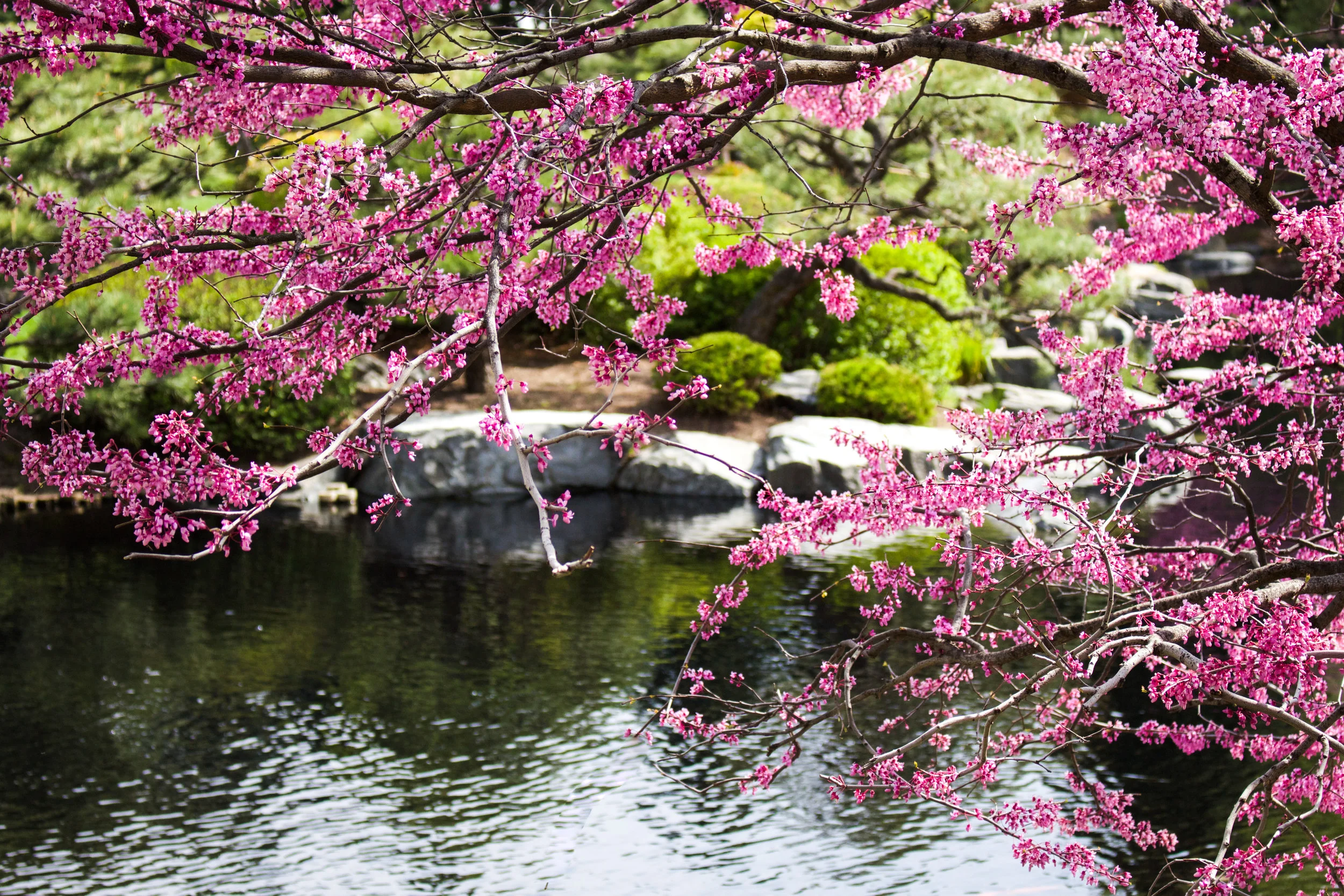 Botanic_Edit-6.jpg