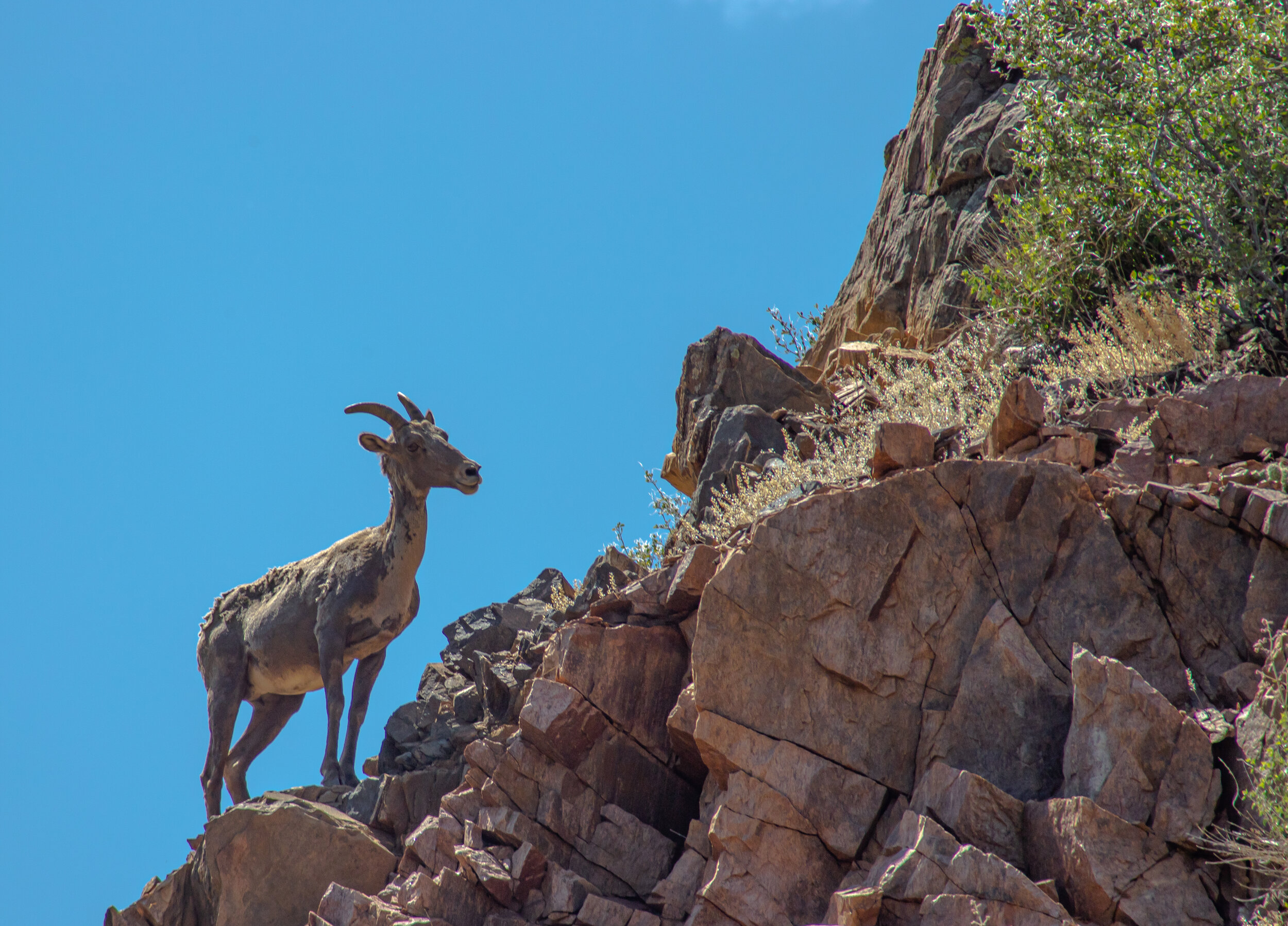 BigHornSheep62.jpg