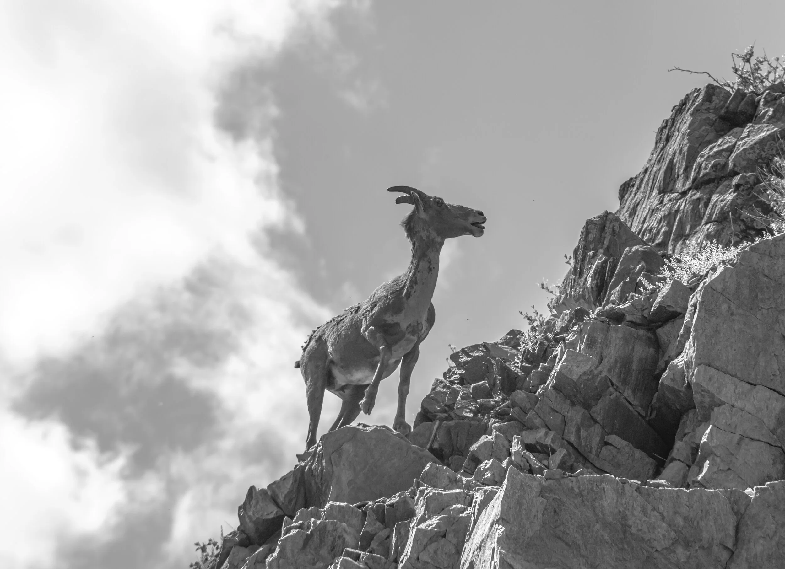 BigHornSheep66.jpg