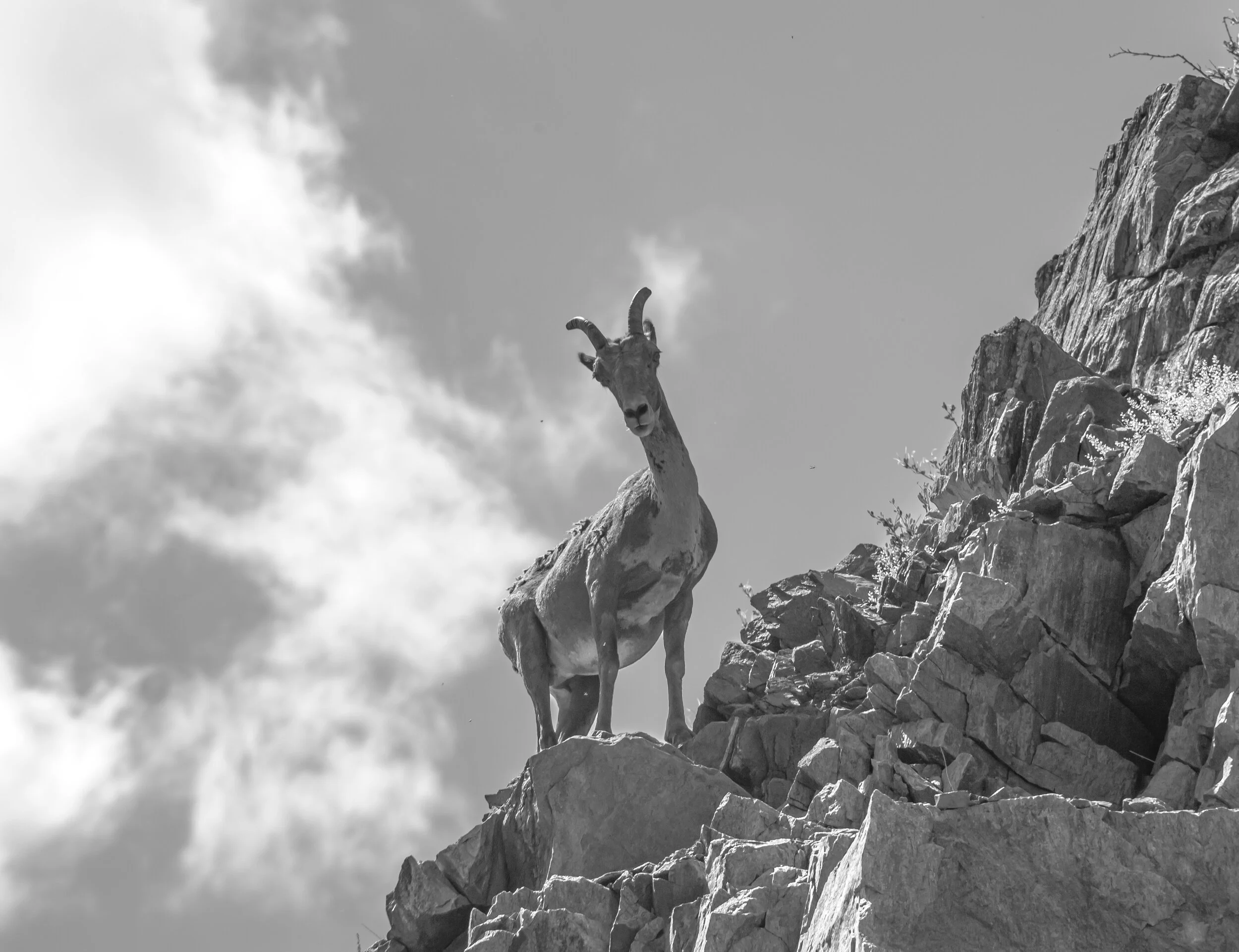 BigHornSheep69.jpg