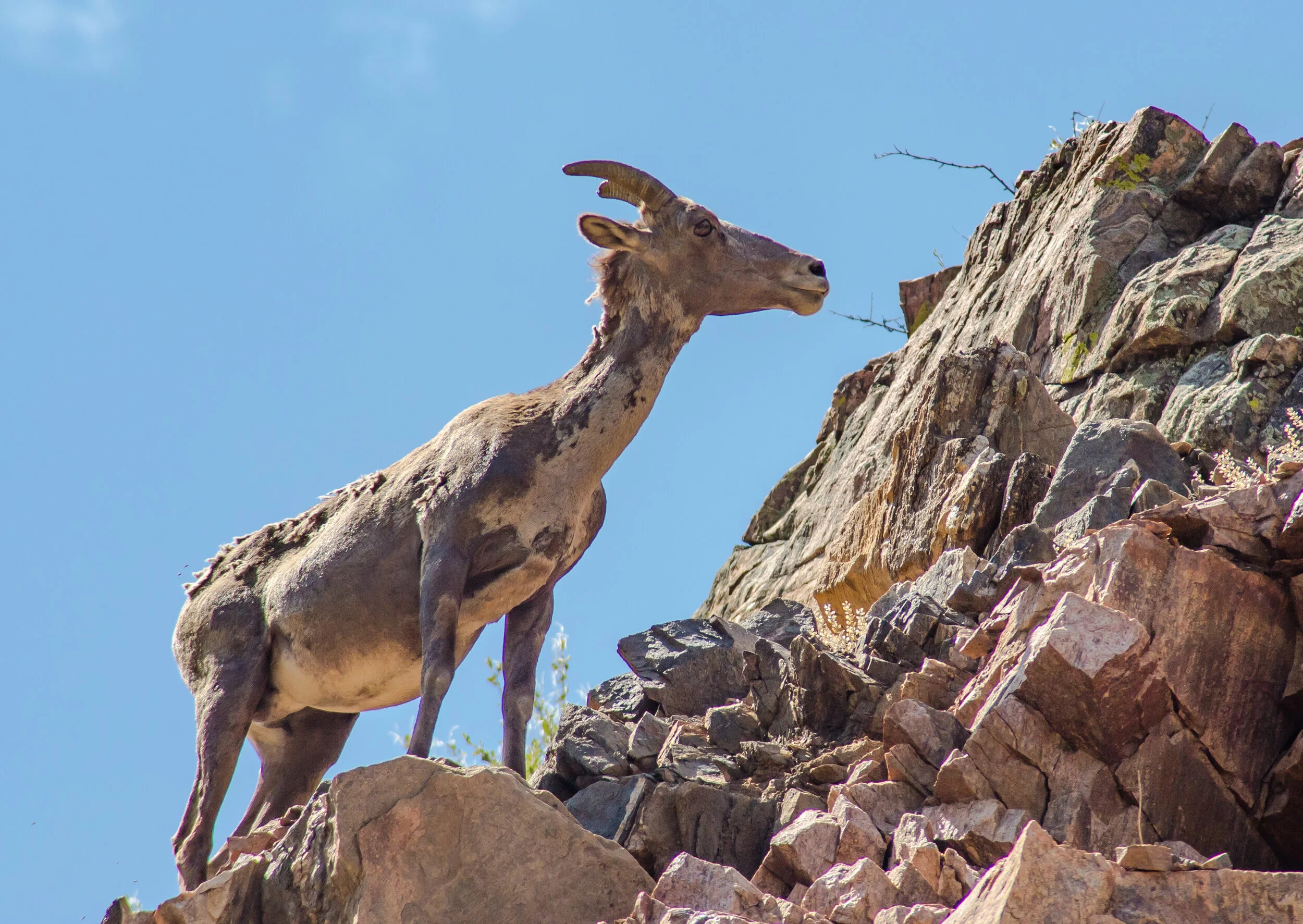 BigHornSheep73.jpg