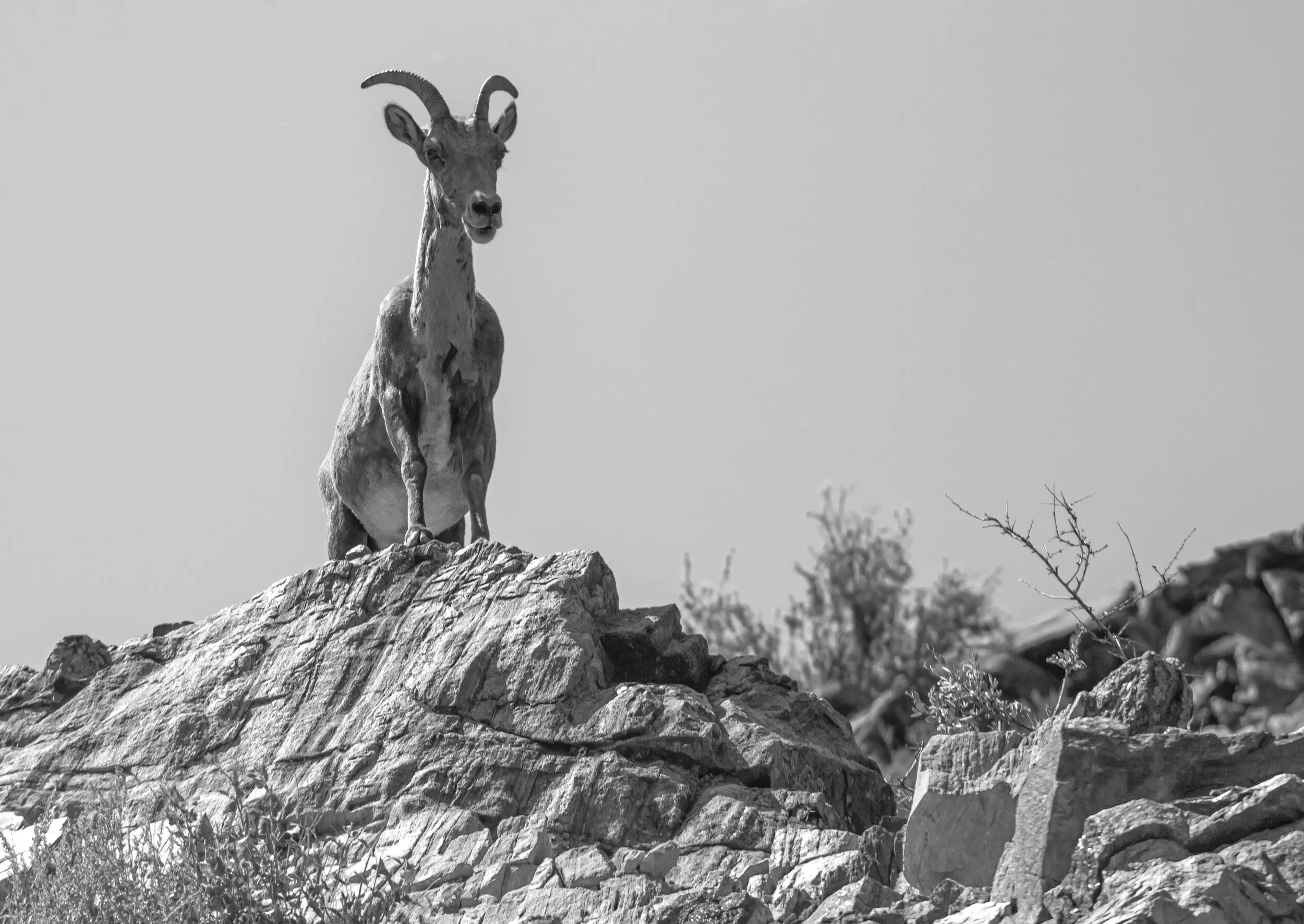 BigHornSheep75.jpg