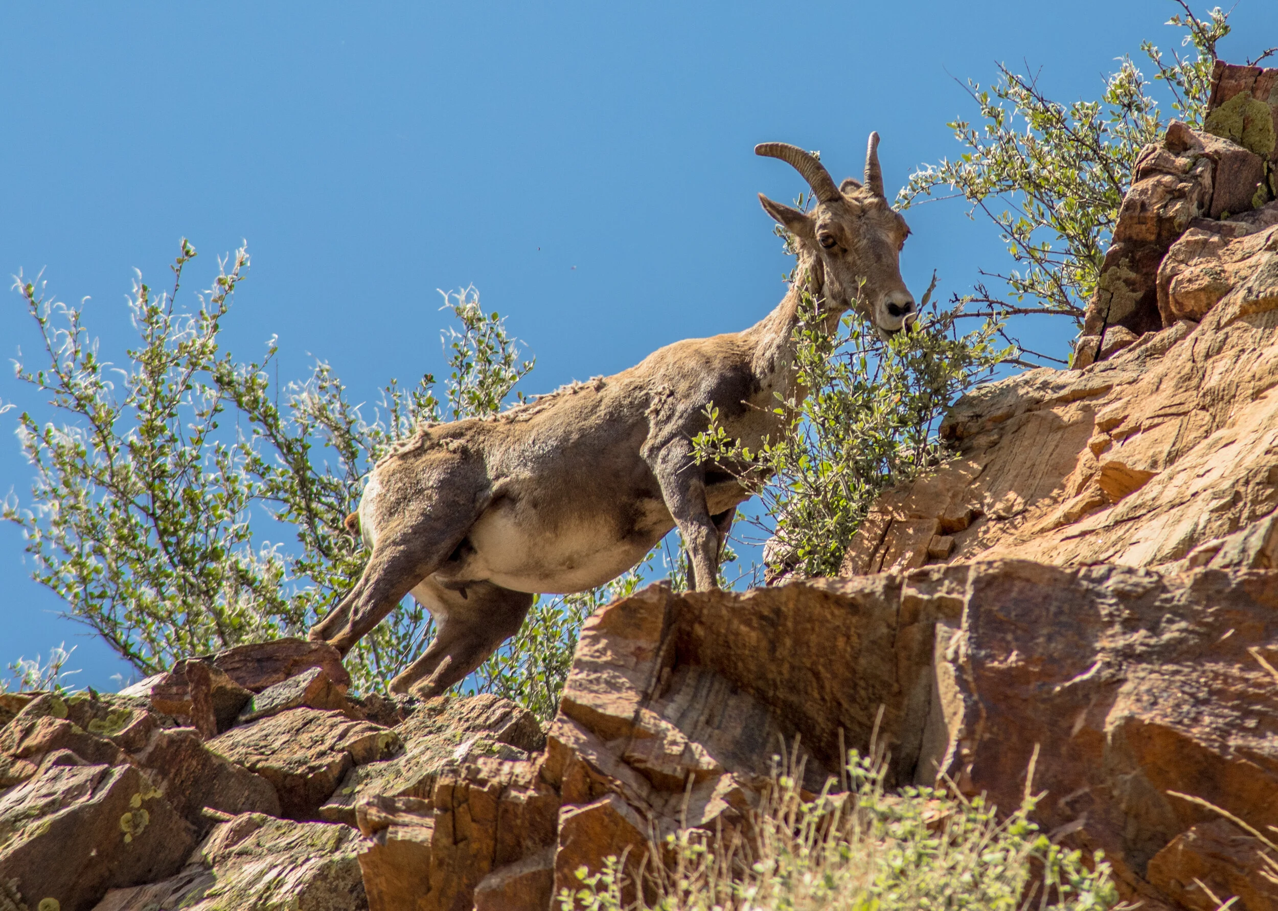 BigHornSheep83.jpg