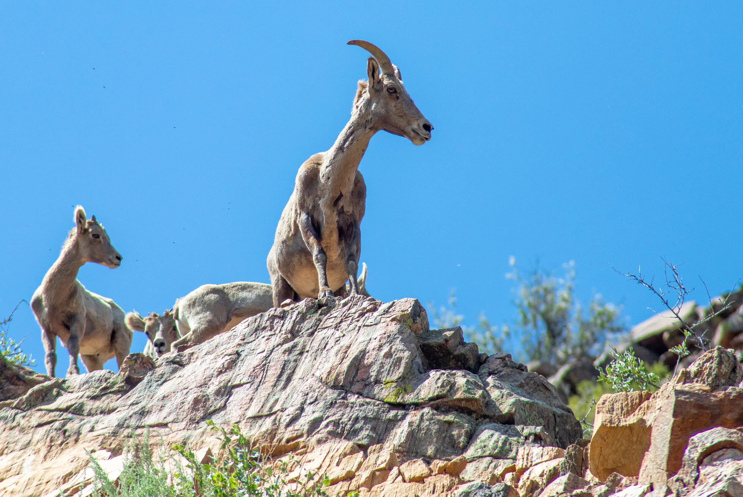 BigHornSheep82.jpg