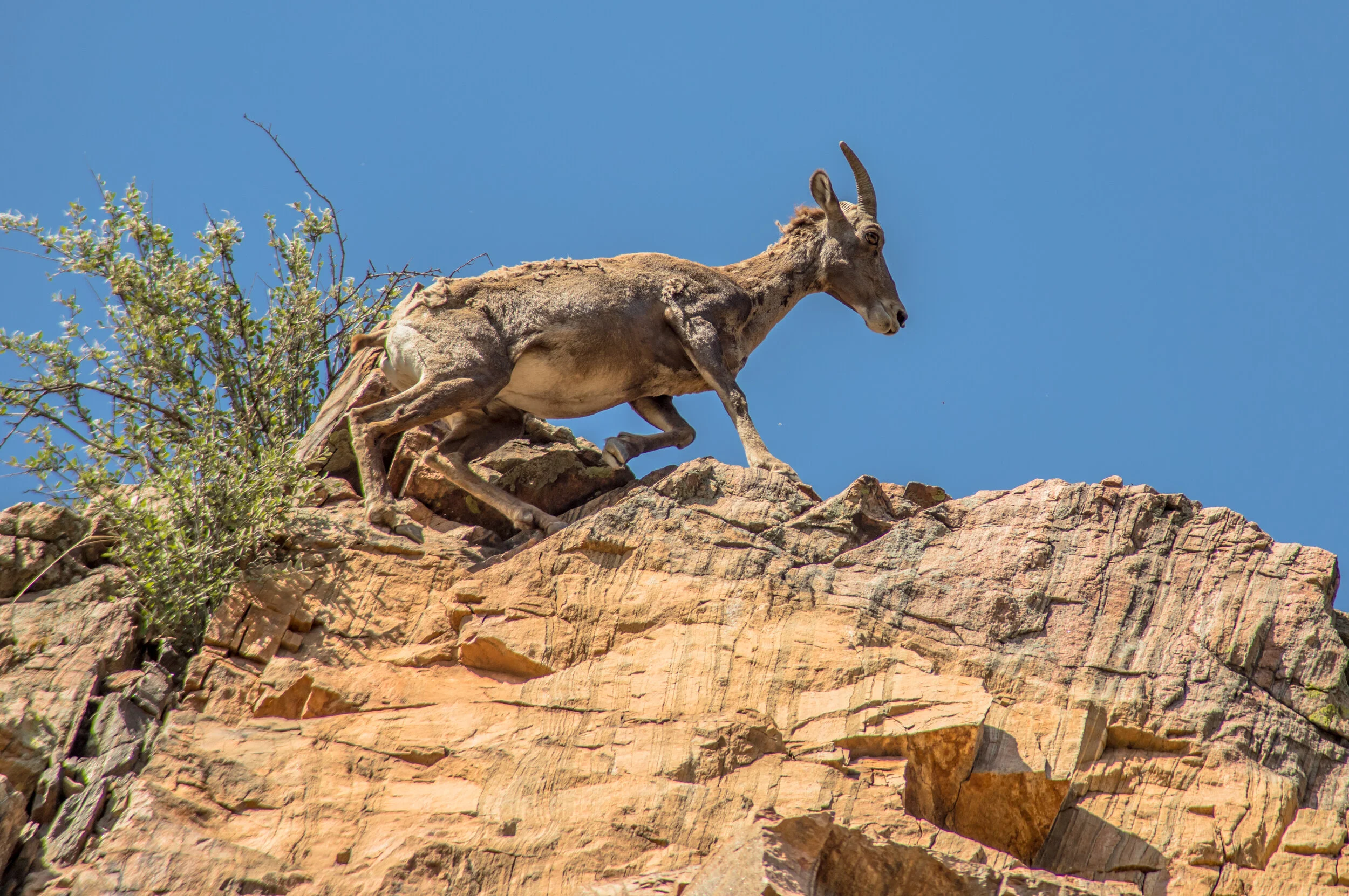 BigHornSheep86.jpg