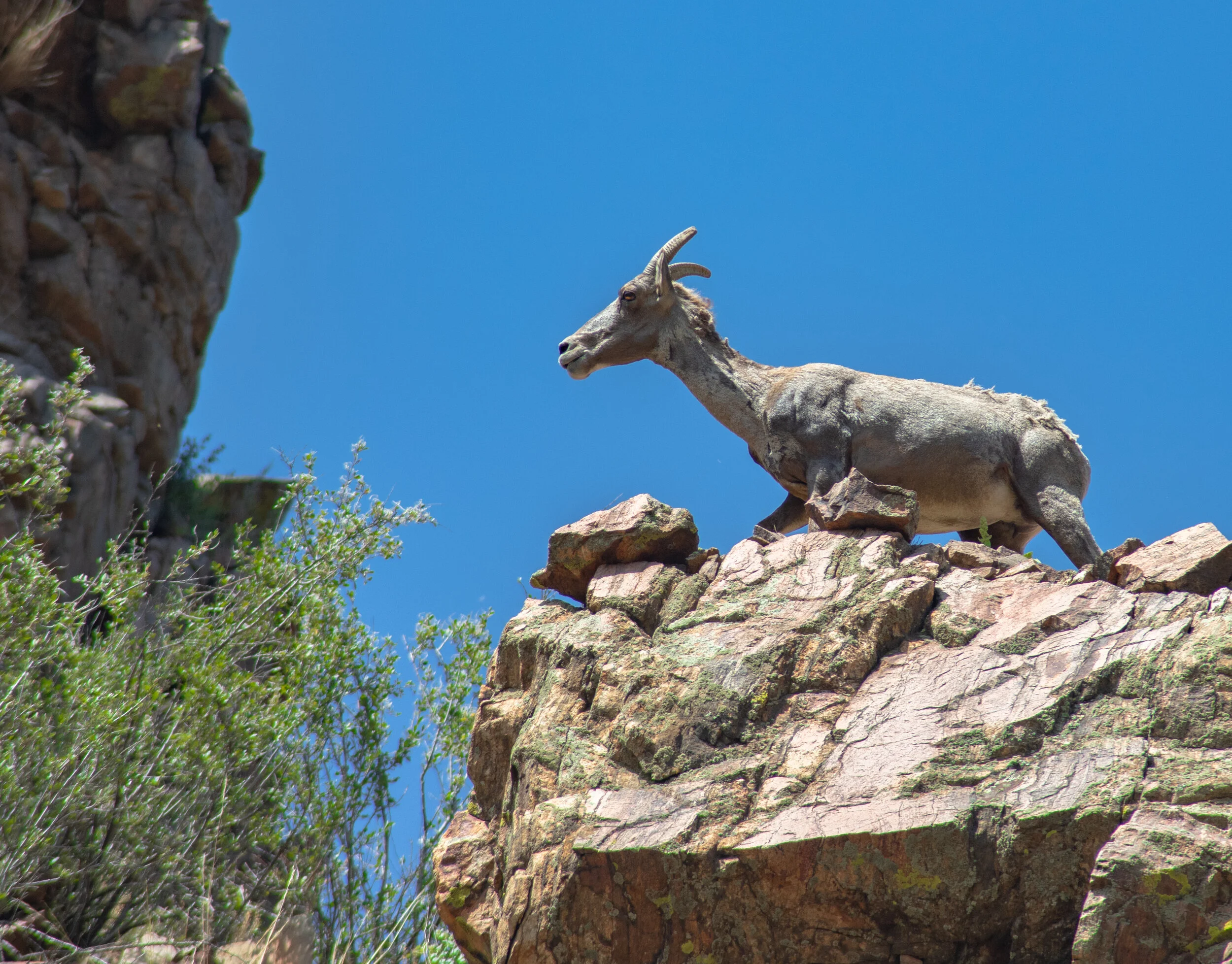 BigHornSheep89.jpg