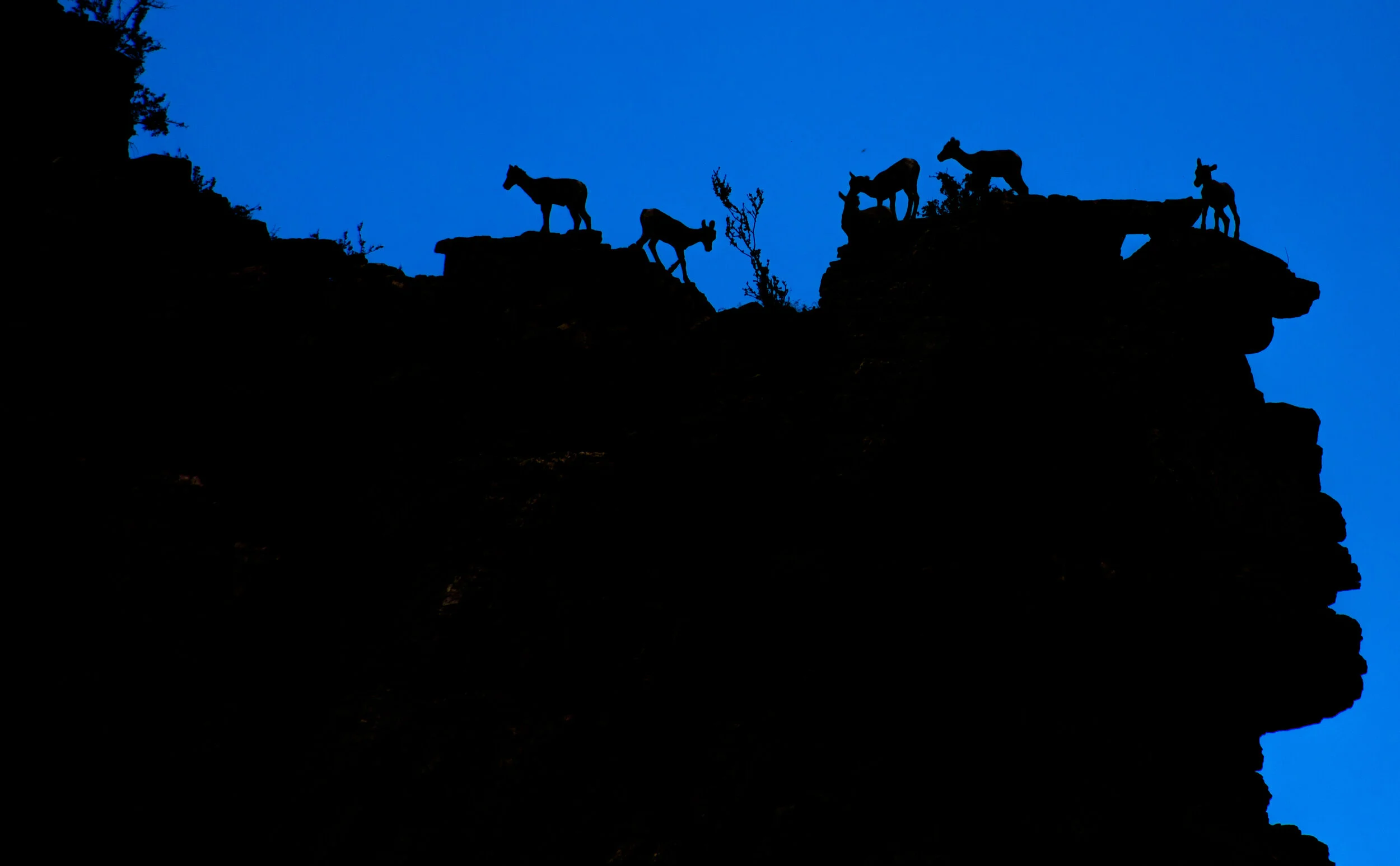 BigHornSheep114.jpg