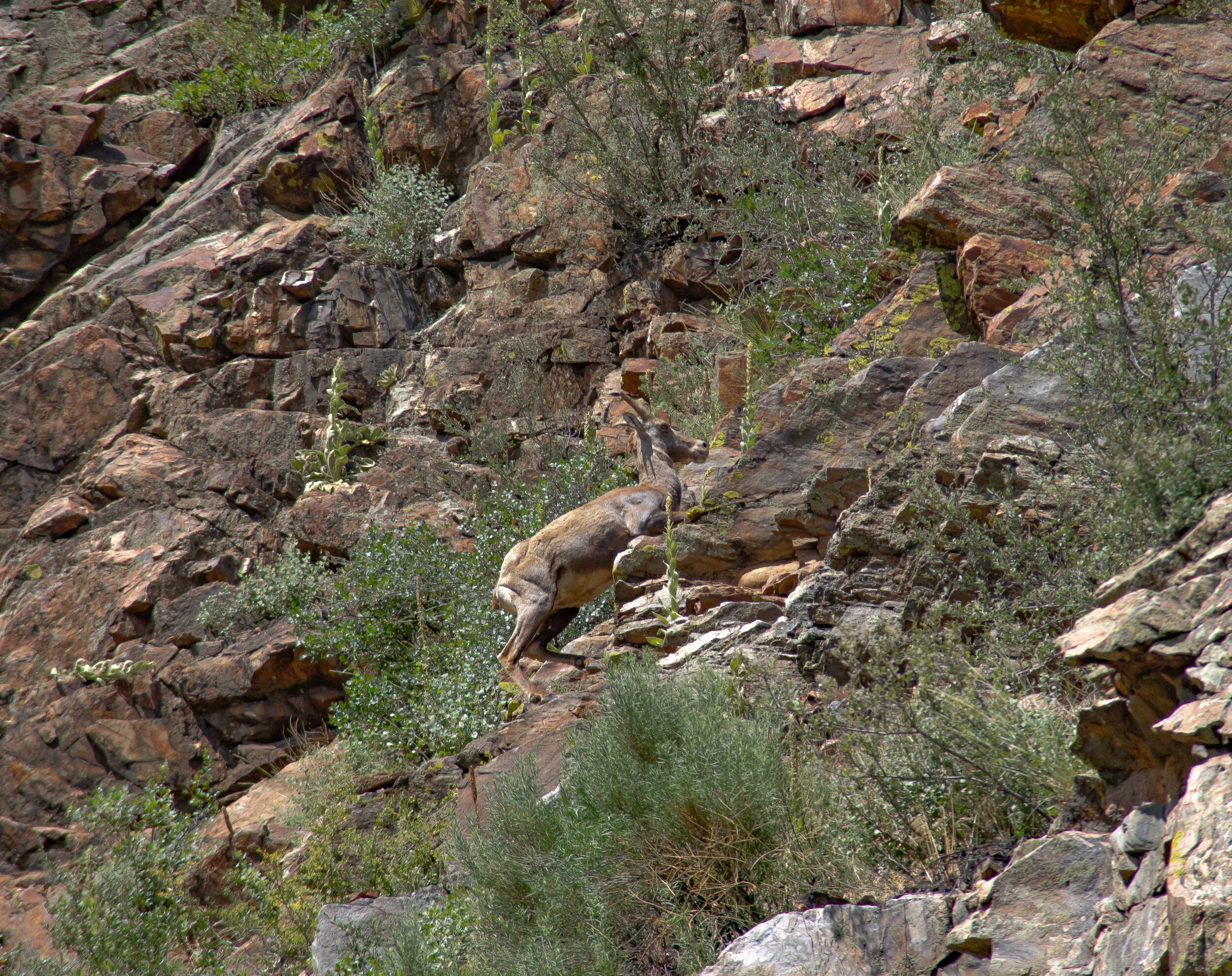 BigHornSheep108.jpg
