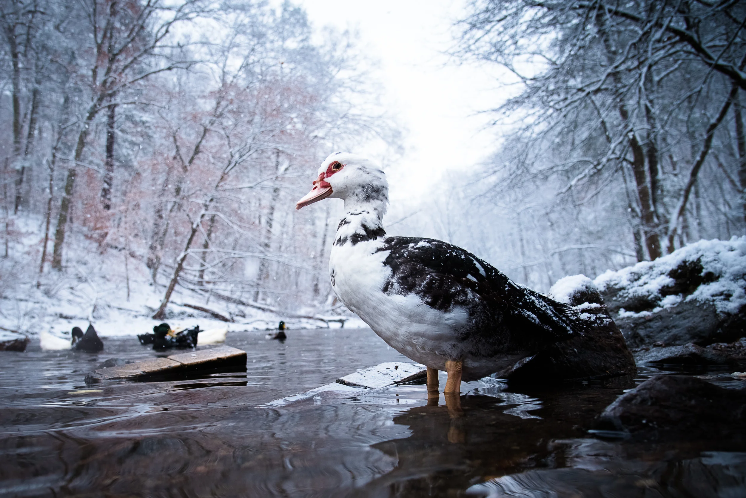 Making Friends at the Wissahickon Creek