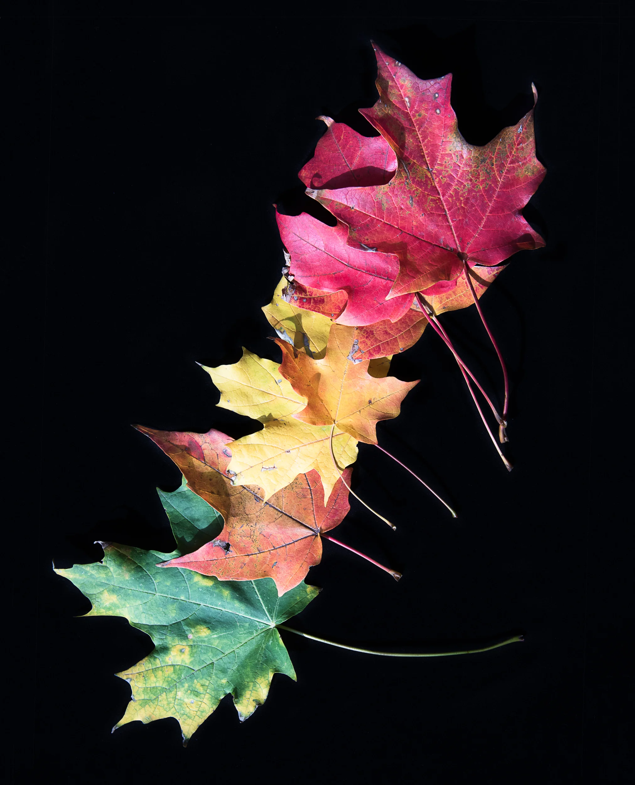 Sugar Maple Rainbow