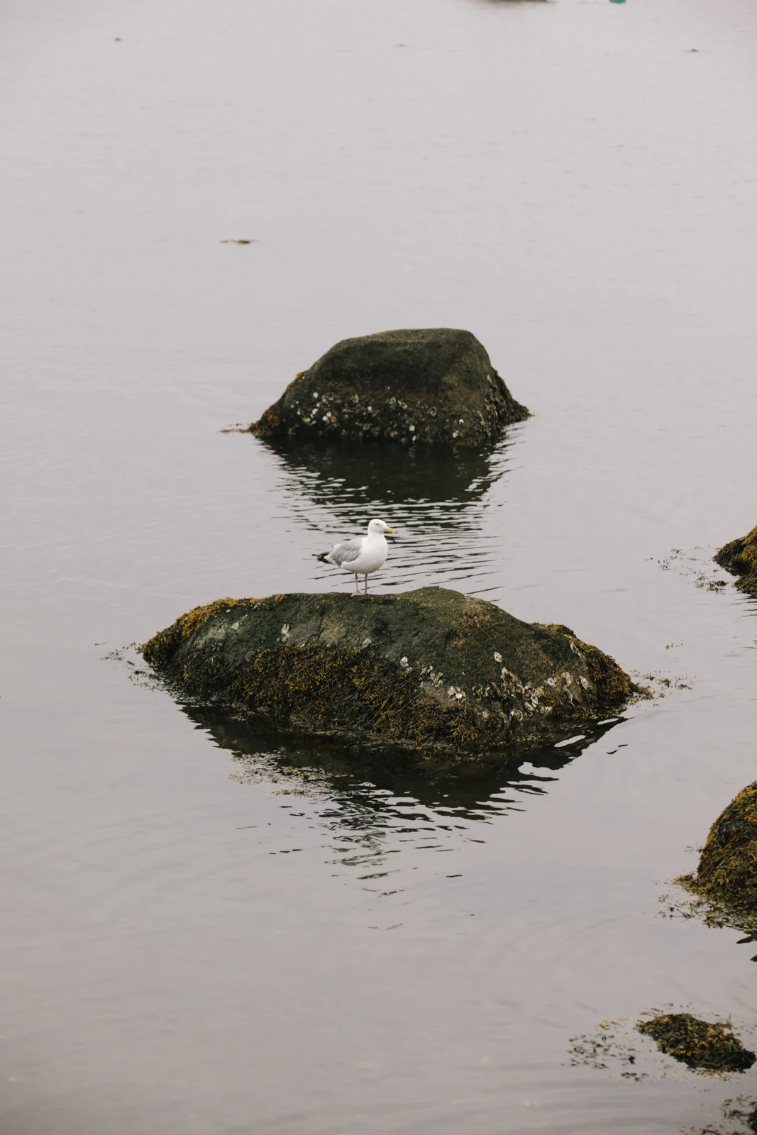 A seagull standing on a moss-covered rock in calm water with other rocks in the background.