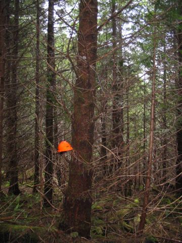 Evergreen tree, Uchucklesit Inlet, 1975.