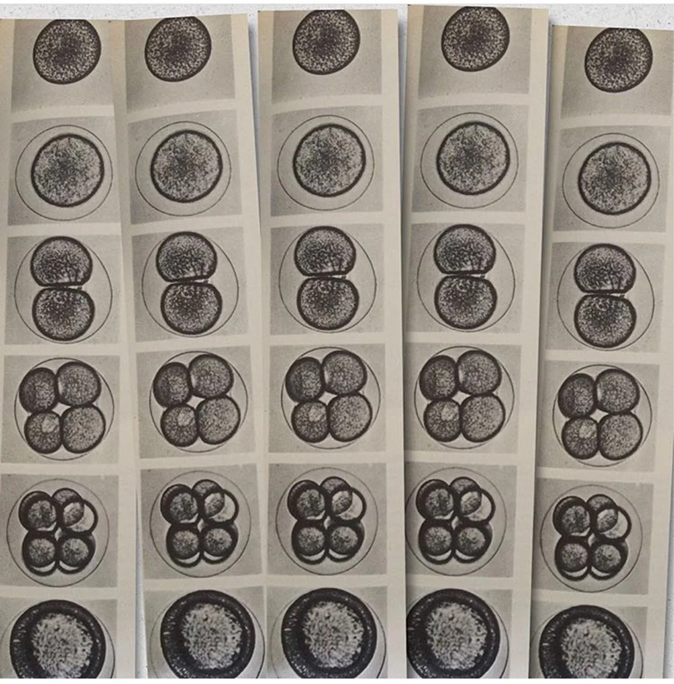 Ctrl+C: Cell copies in growth, regeneration, and cancer