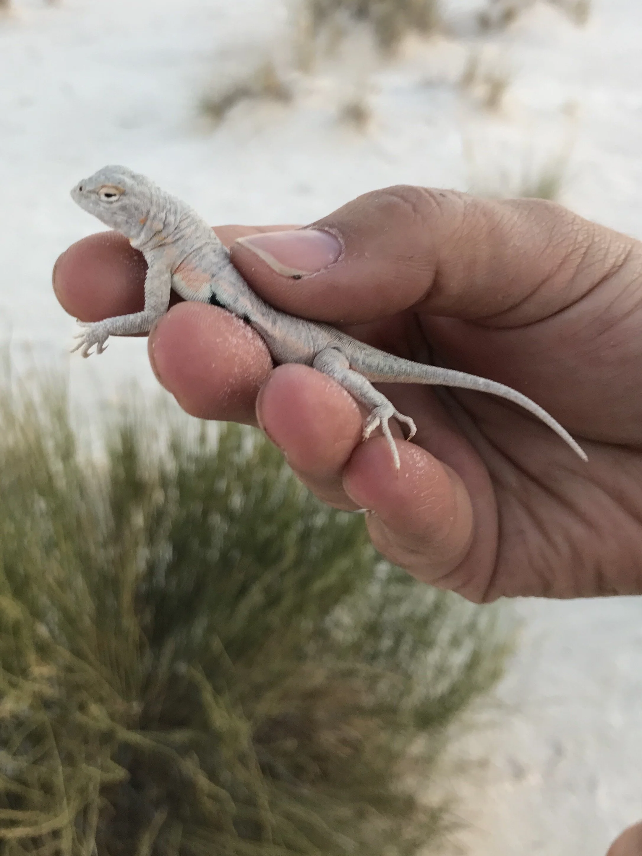 Weekly Zoom Drawing Sessions - Art in the Lab Weekly Drawings: Desert Ecology with ART+BIO Collaborative