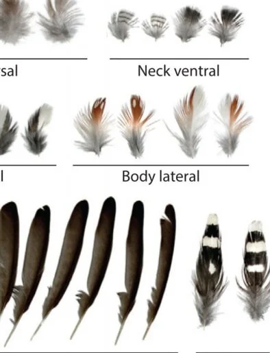 Feathers!