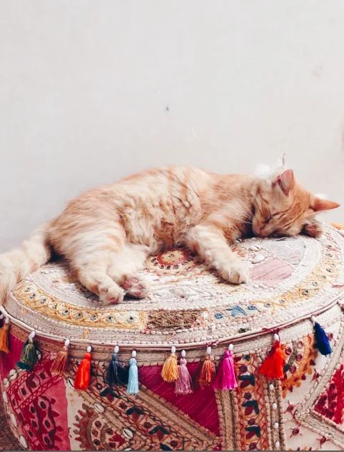 caturday