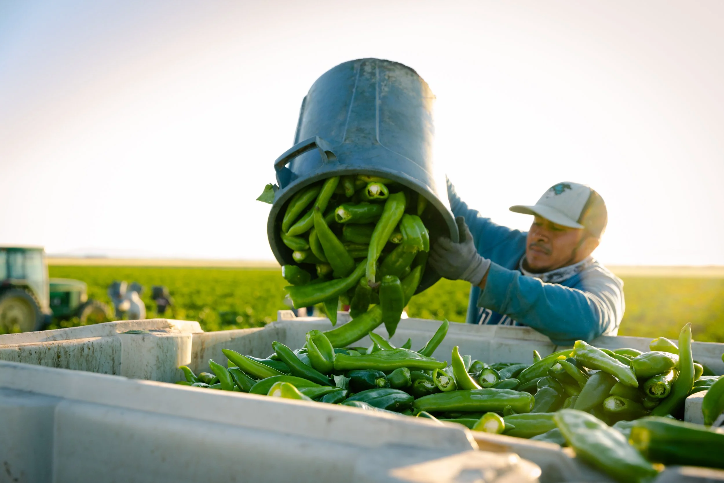 9.11.24 Sunrise Chile Field Harvest x RR-8928.jpg