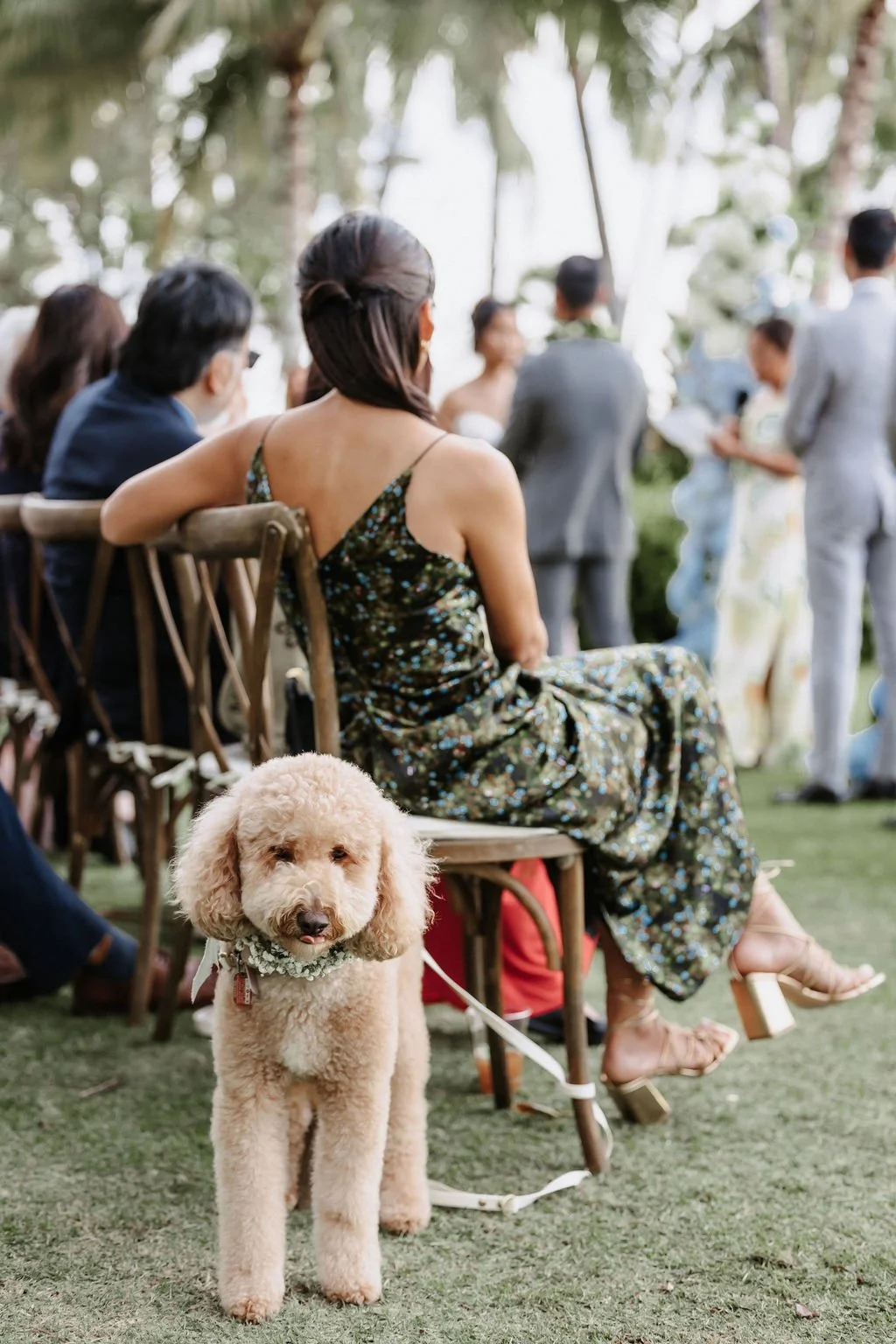 Flower dog poses for photo during wedding ceremony.