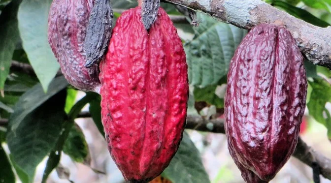 AgFunder: 1955 Capital Makes First Investment into Startup Combatting Pests in Developing Countries
