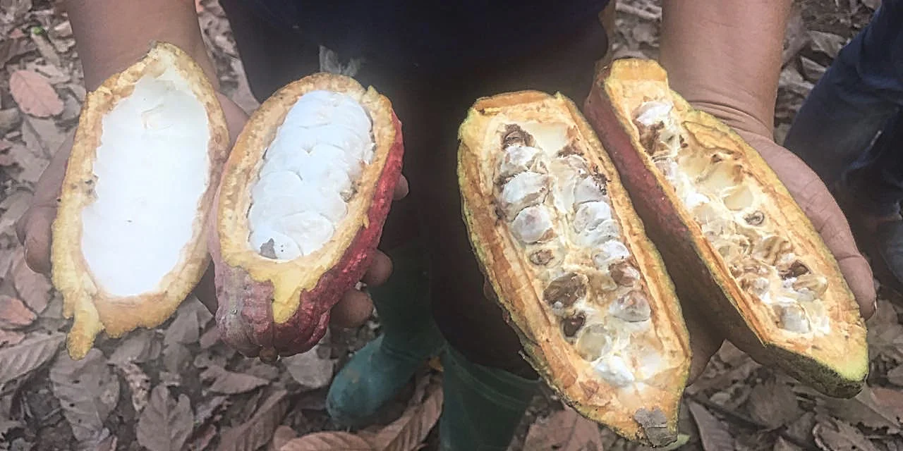 Cargill Boosts Cocoa Productivity and Quality Using Crop Enhancement’s Sustainable Crop Production Technology