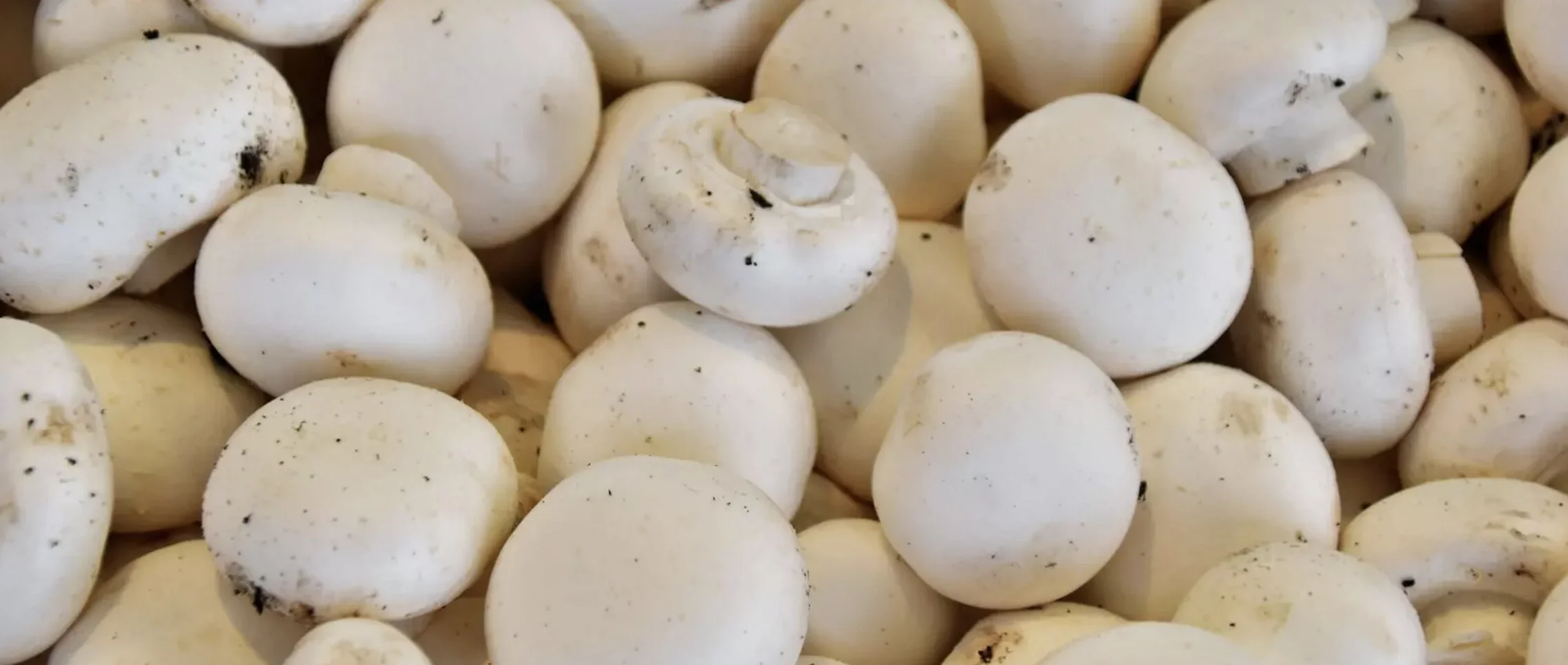World Economic Forum: How mushrooms are capping the alternative proteins market