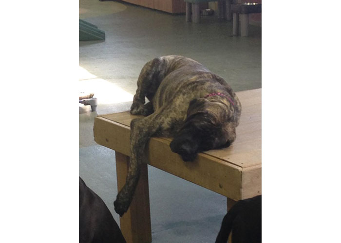 Brindle.jpeg