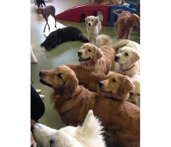 goldens.jpeg