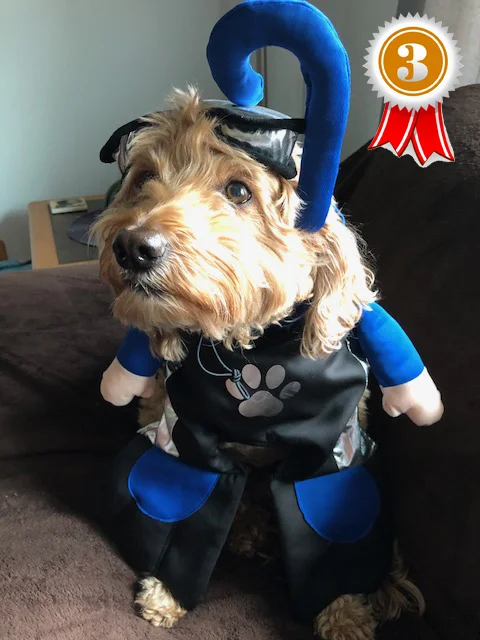 Rory the Seadoodle