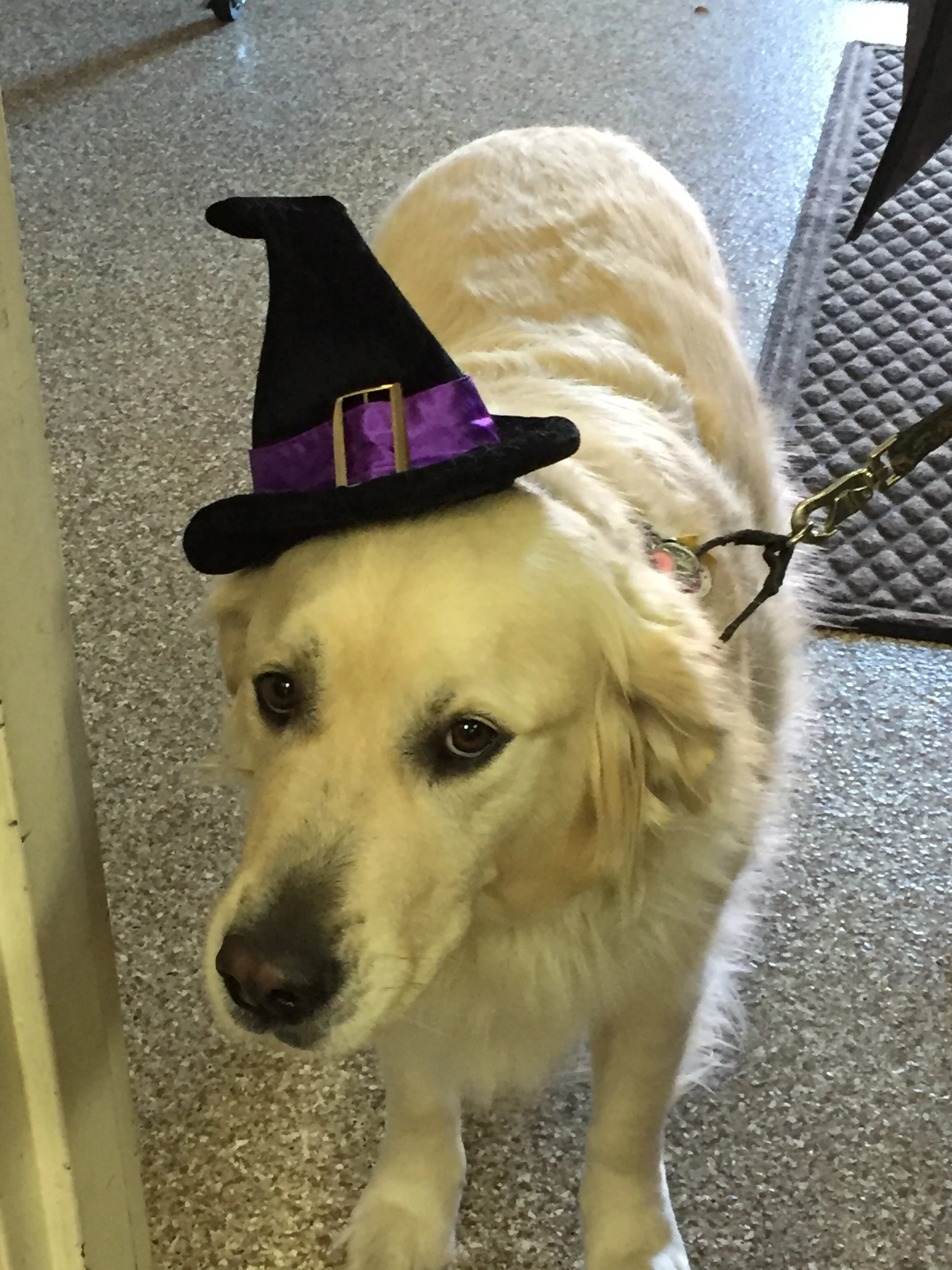 Witch Molly
