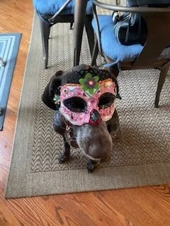 Mardi Gras Tasi