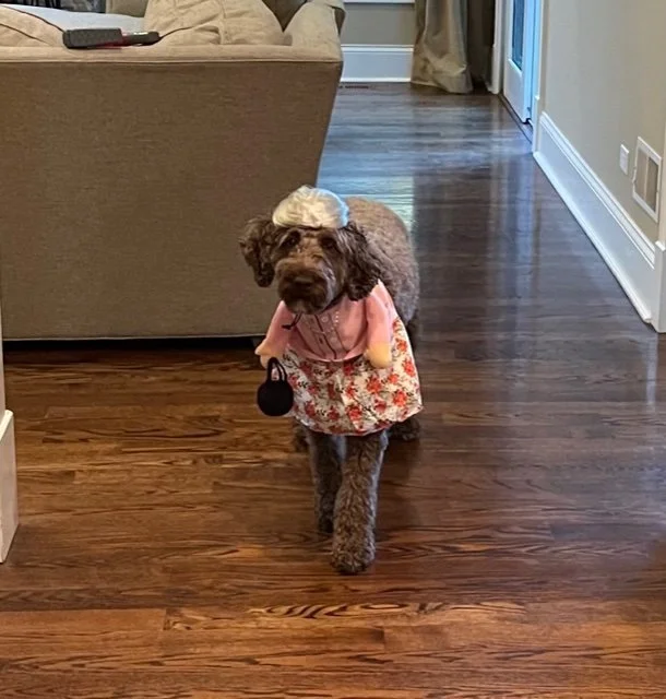 Lil' Ol' Lady Riley...out for a Sunday stroll!