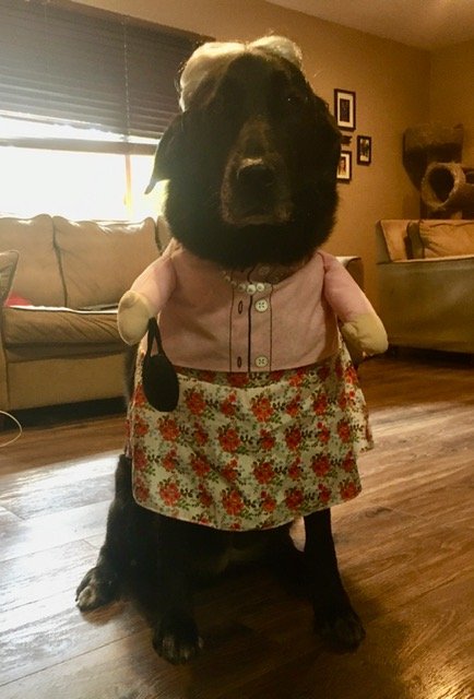 Lil' Old Lady Lucy out for a Sunday Stroll