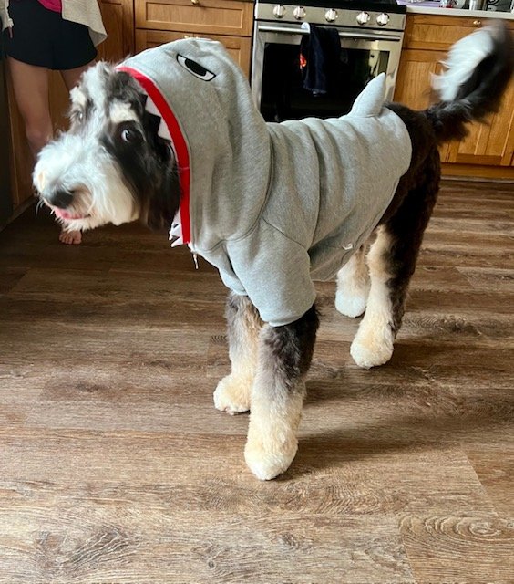 Shark Attack Archie