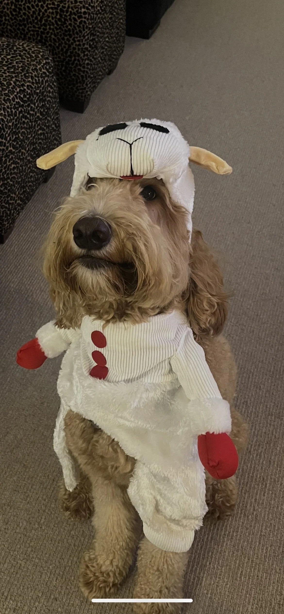 Lamb Chop Douglas
