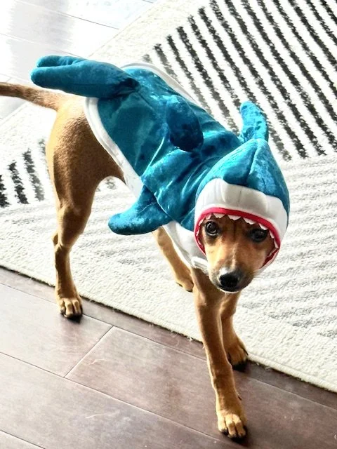 Vivvy being the Baby Shark