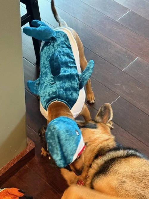 "And an action shot of her attacking her prey."