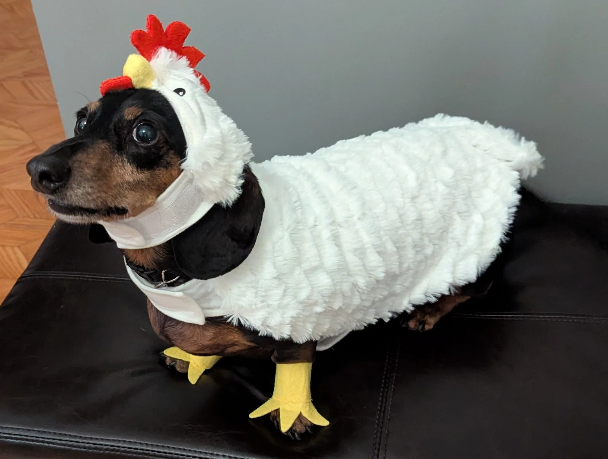 Ernie looking cluckin' Adorable!