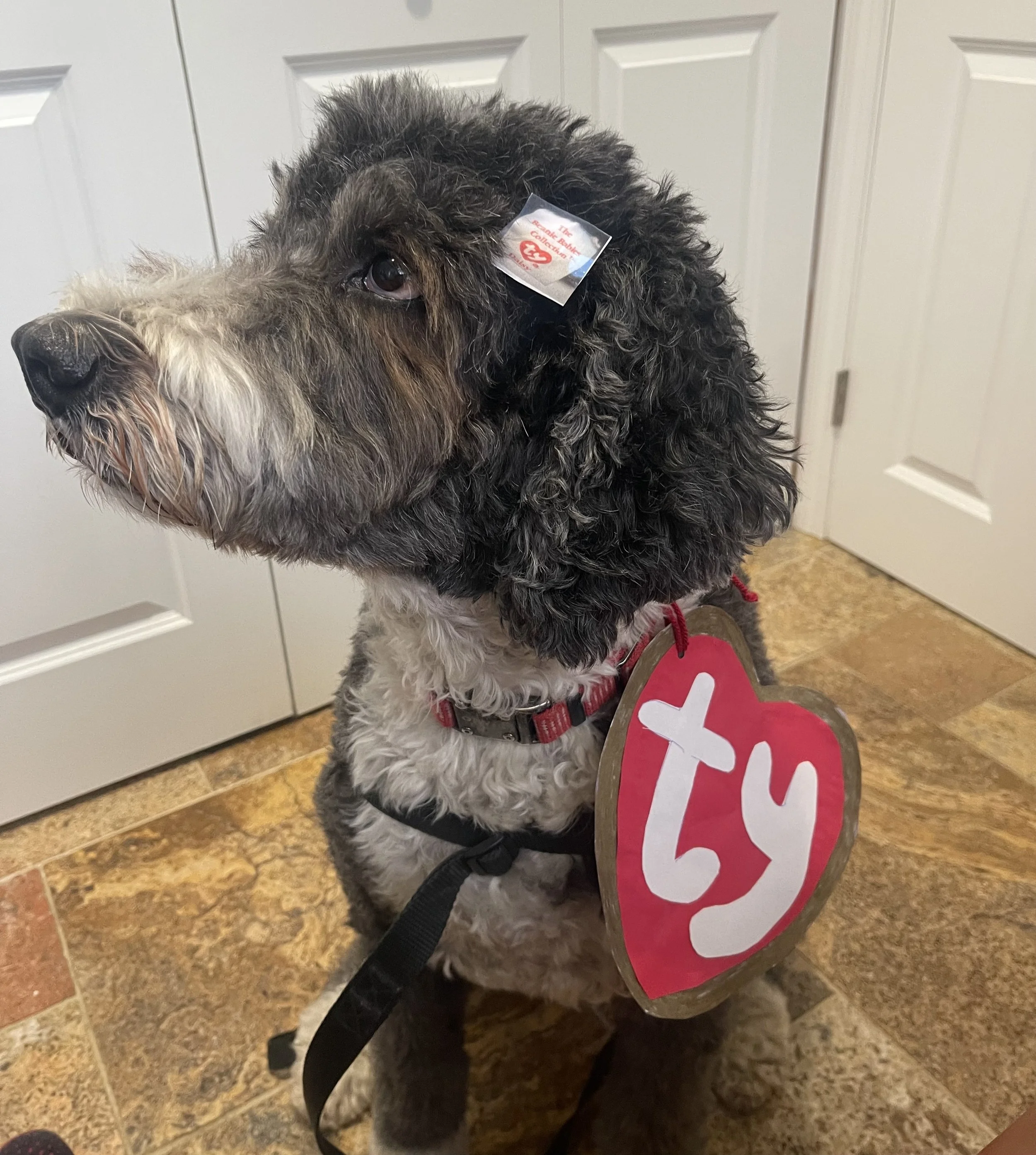 We found the Original Daisy Beanie Baby, tags and all.....