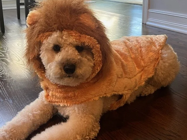 Tully the Lion Hearted