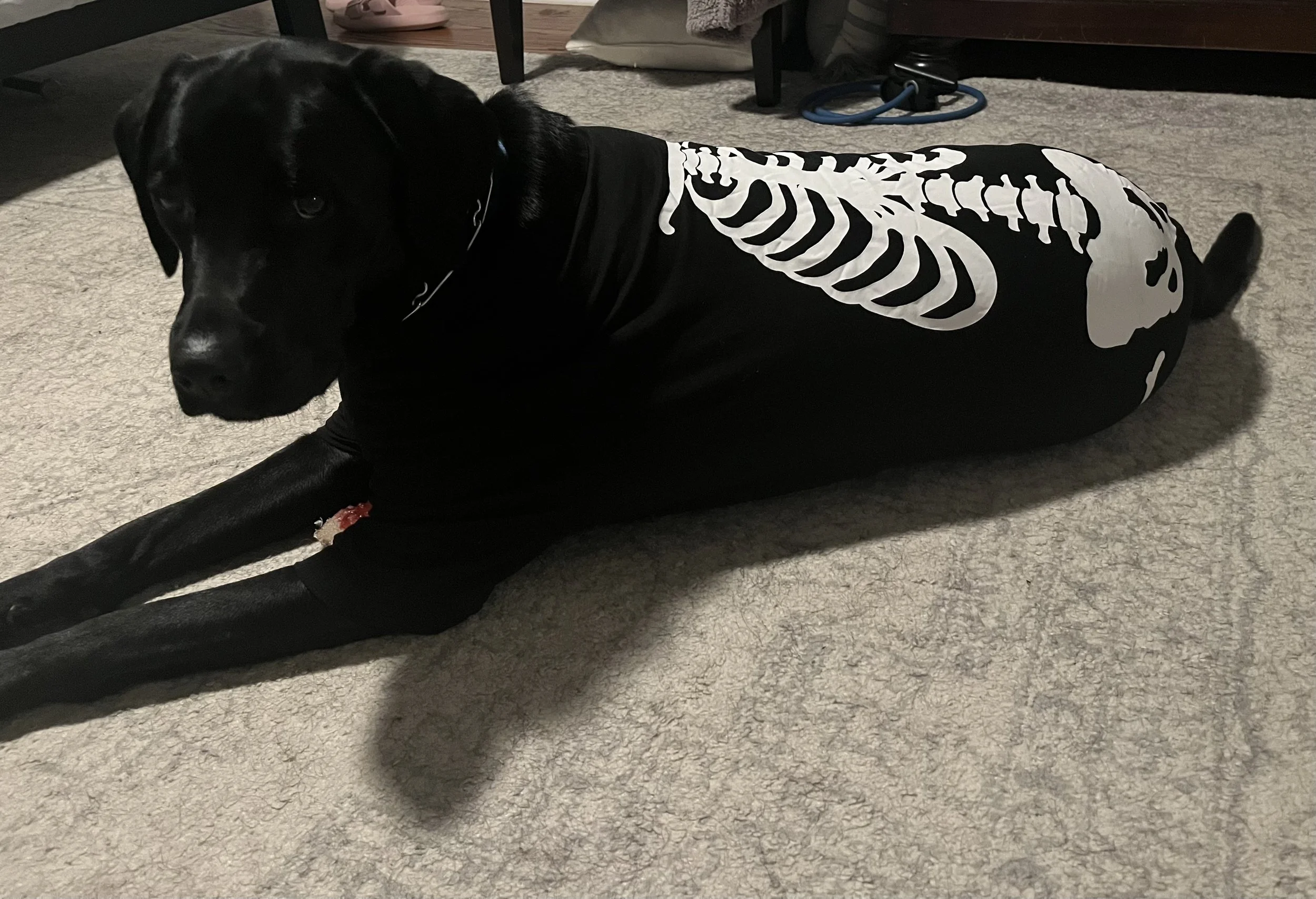 Milo the Skeleton