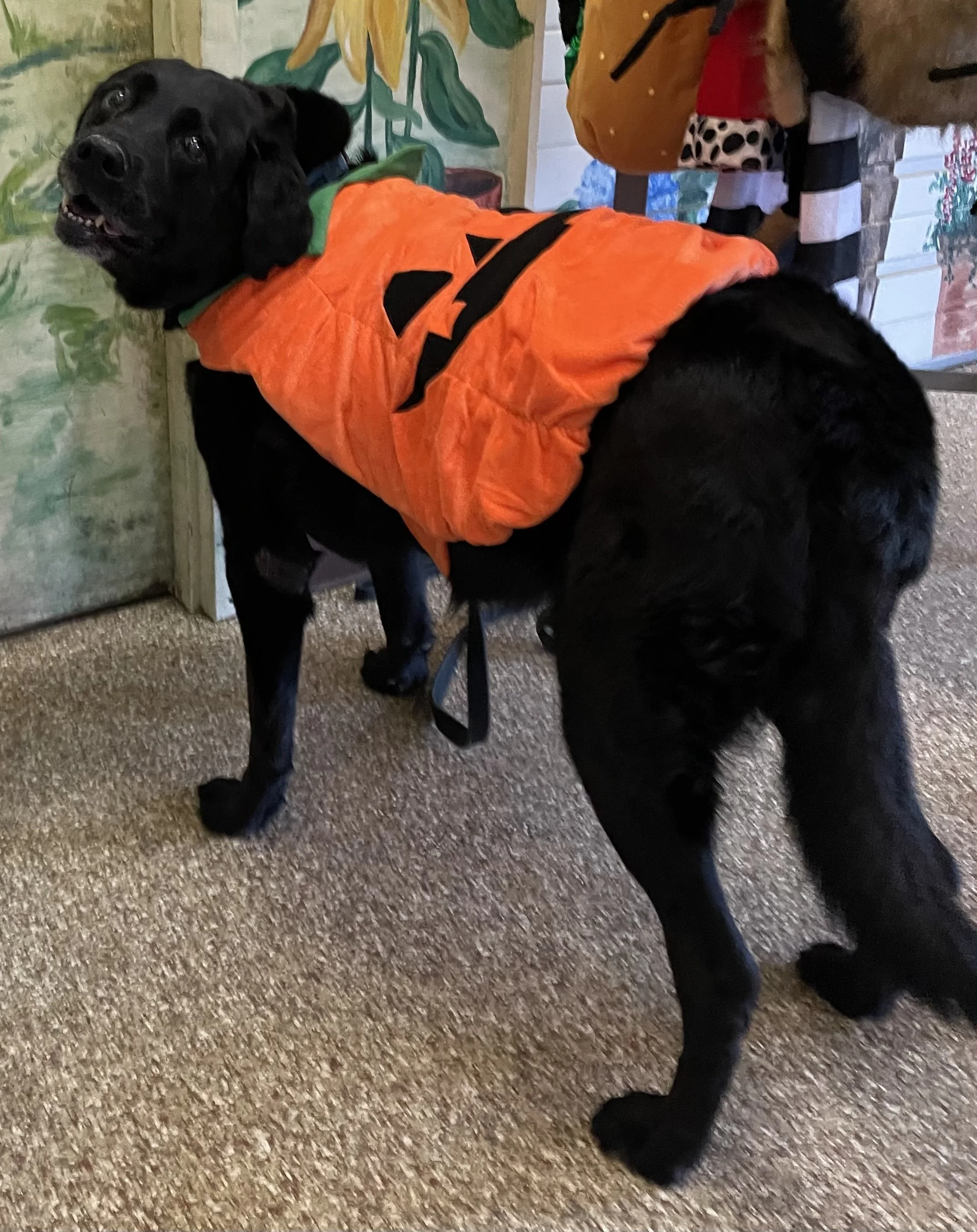 Pumpkin Quincy