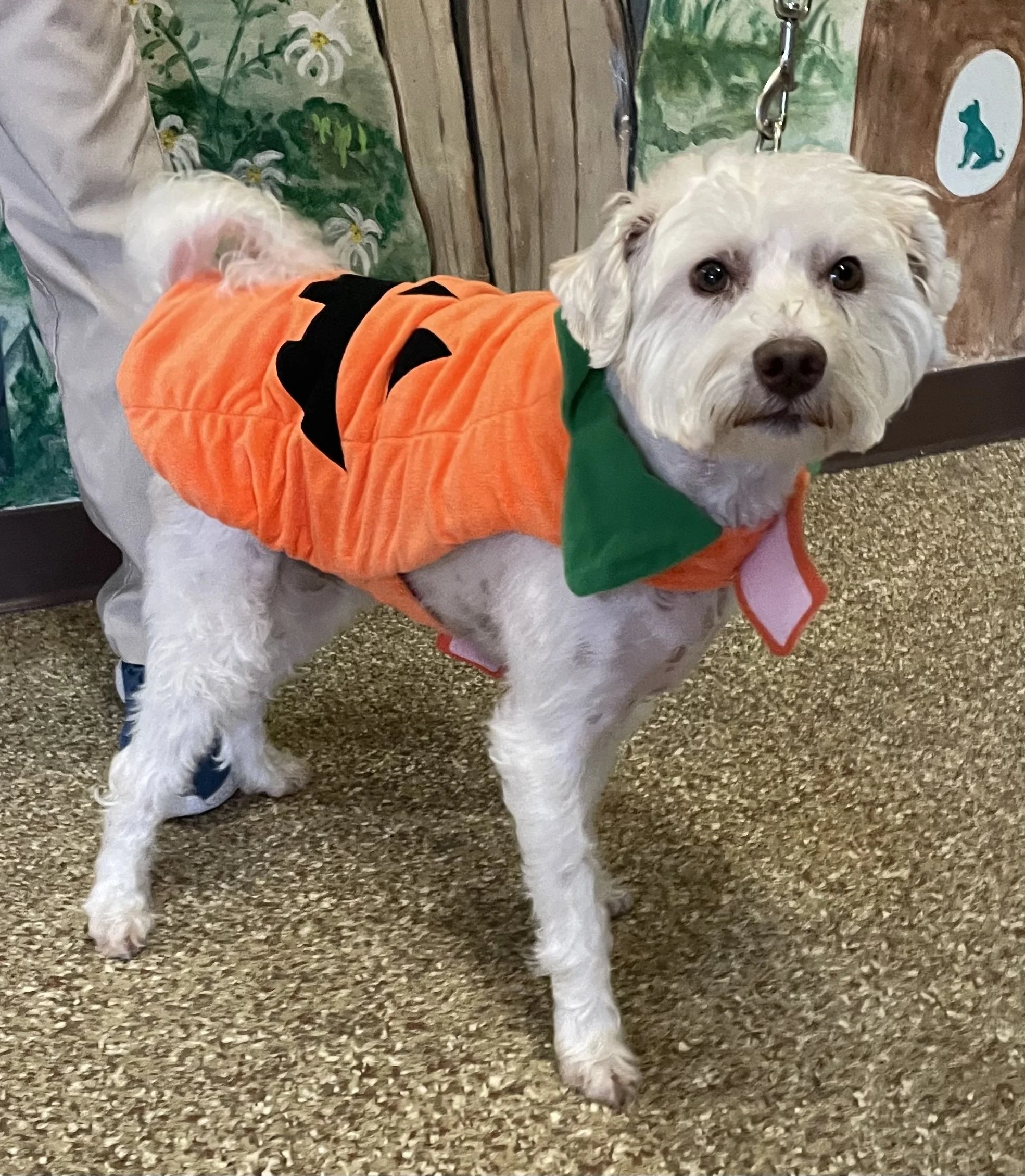 Jack-O-Lantern Ross