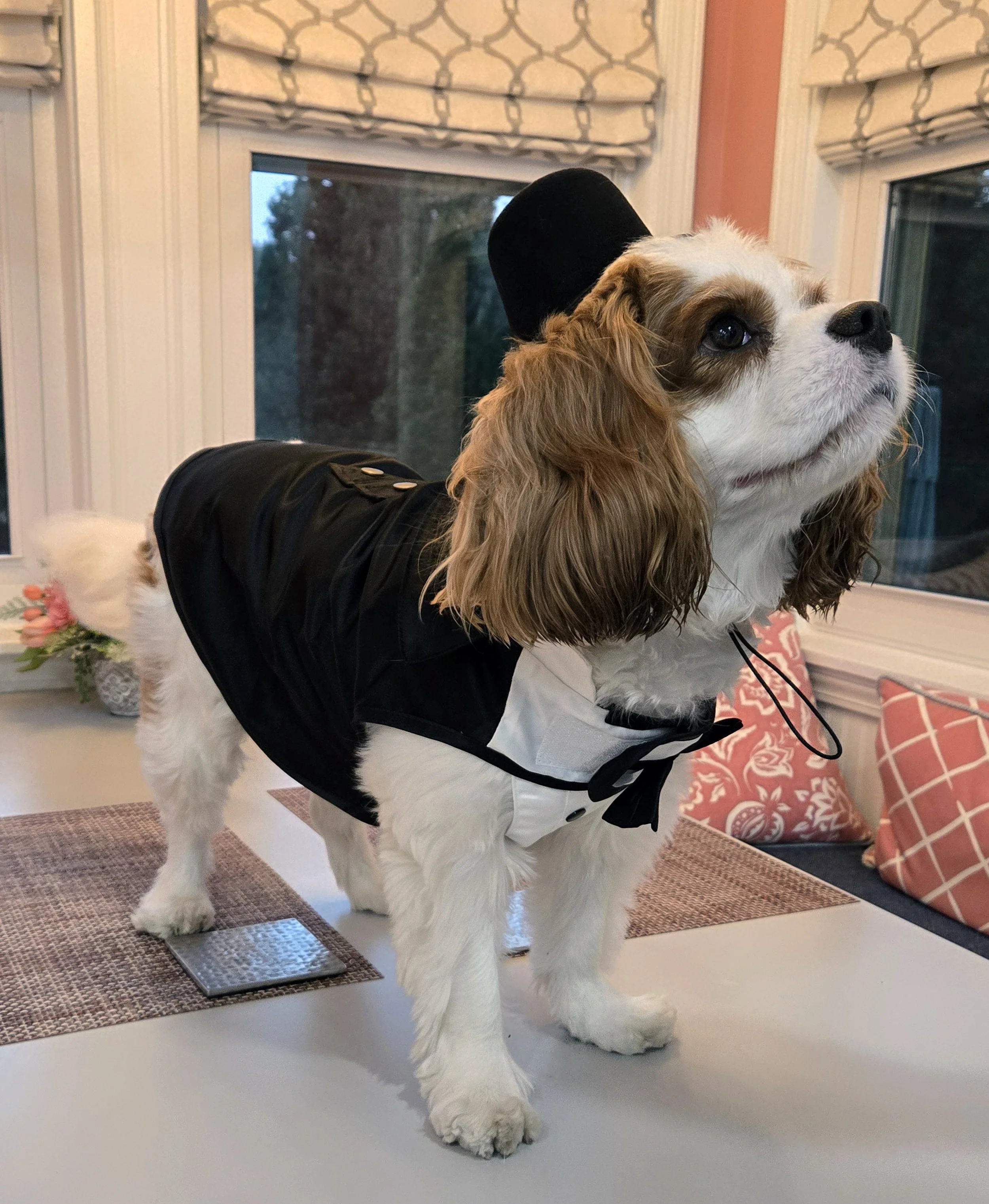 Franklin is going to a Pawty in his Tux!