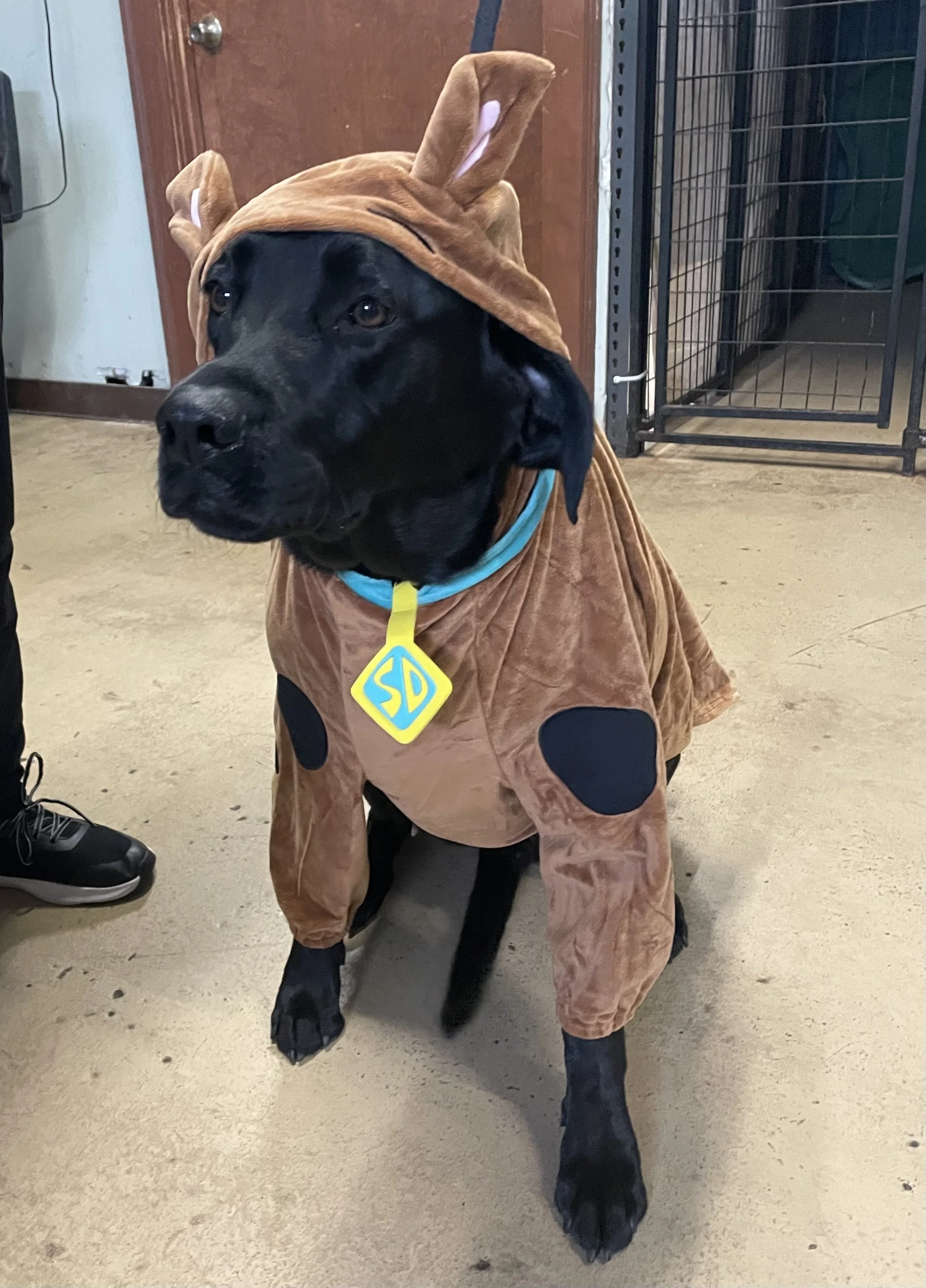 Scooby "Milo" Doo