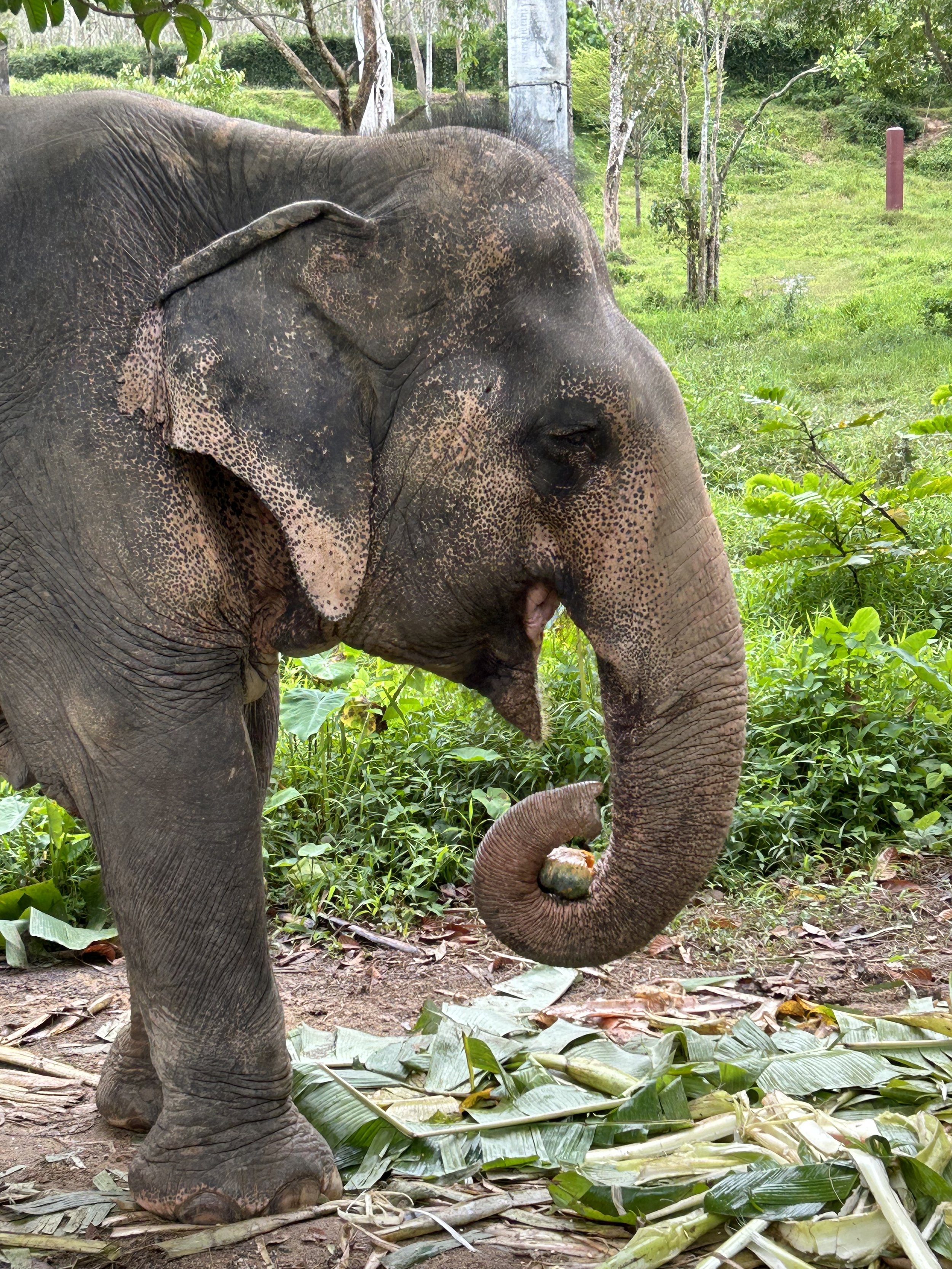 Phuket- elephant eating.jpg