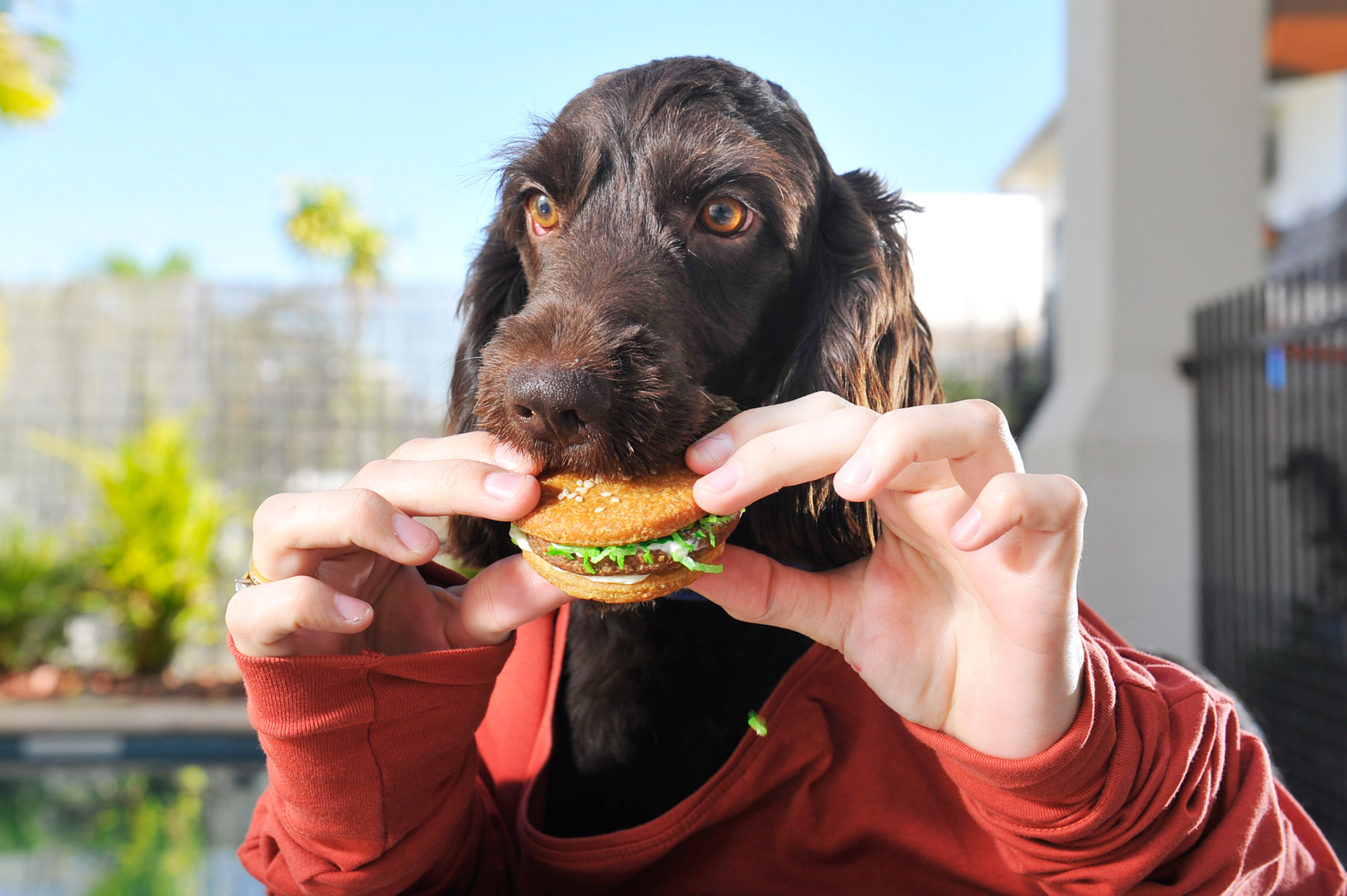 burgerdog-1.jpg