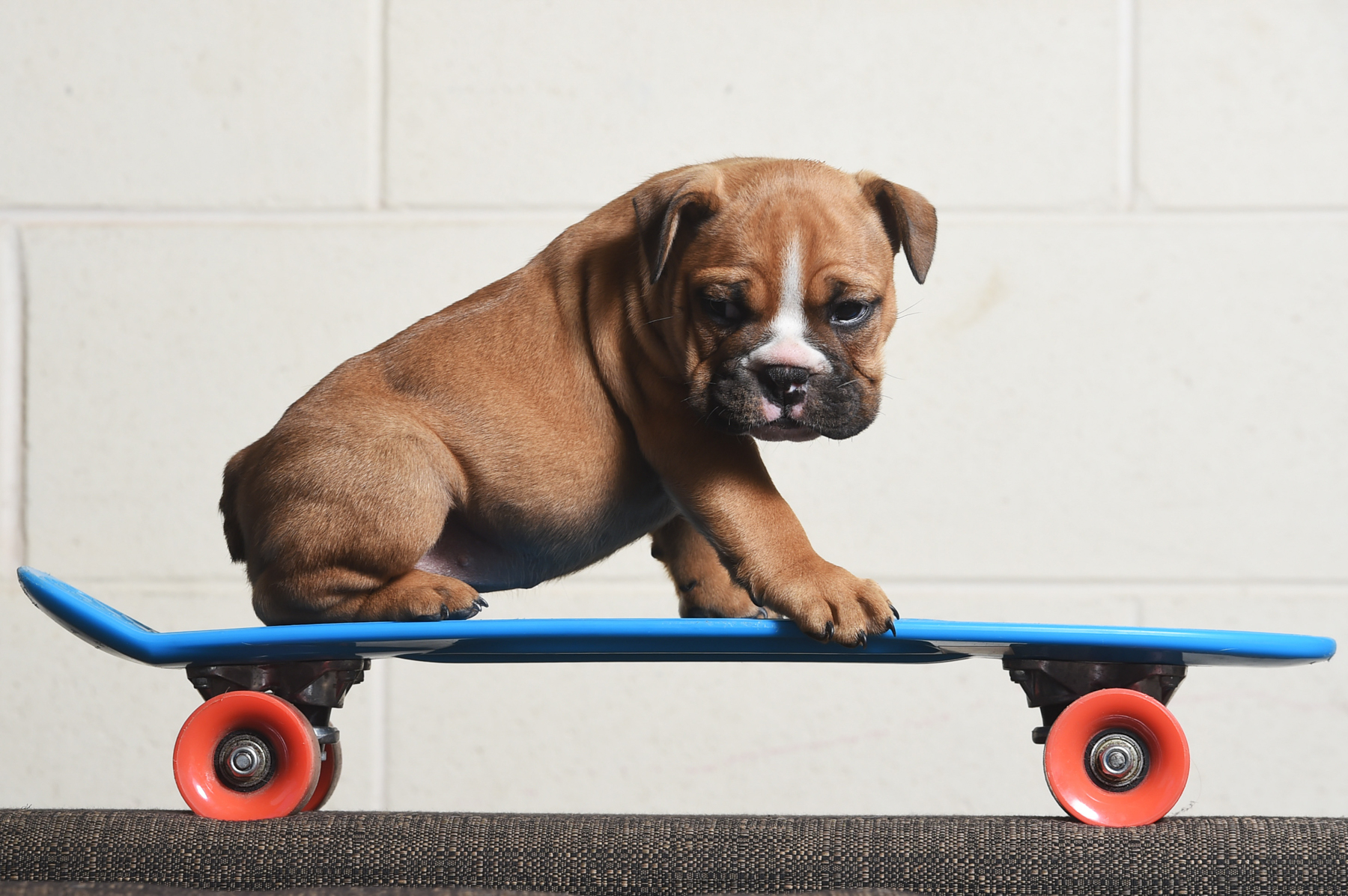 CHP_Export_121533012_Six-week-old Australian Bulldog puppy Charlie-Jaxon could be the next skate boa.jpg