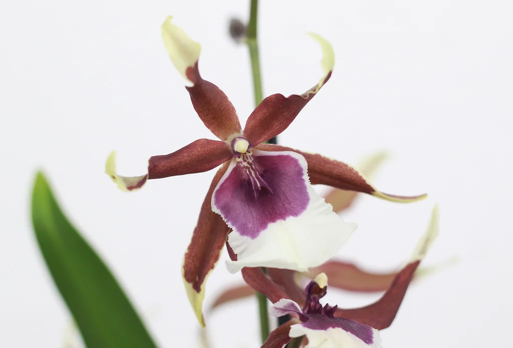 Spotlight: Beallara Eurostar 
