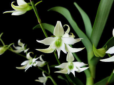 Spotlight: Sobennikoffia humbertiana